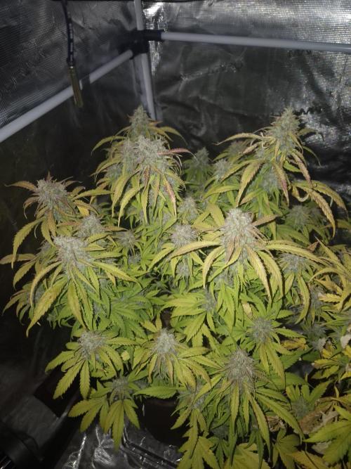 Kings Juice x Kings Kush - GreenHouse Co. Week 10