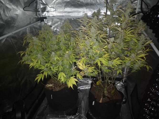 Kings Juice x Kings Kush - GreenHouse Co. Week 10