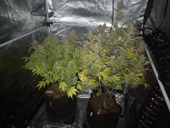 Kings Juice x Kings Kush - GreenHouse Co. Week 10