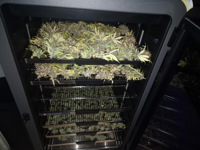 Kings Juice Auto. Week 10