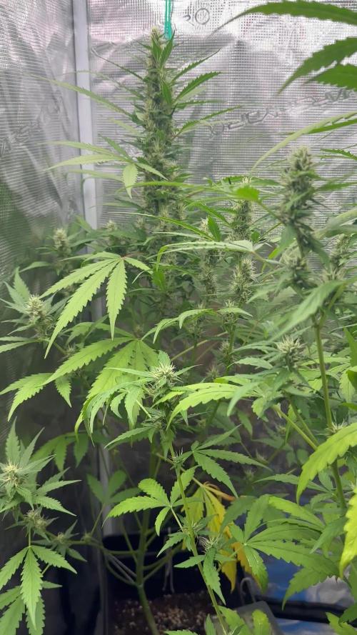 Fastbuds