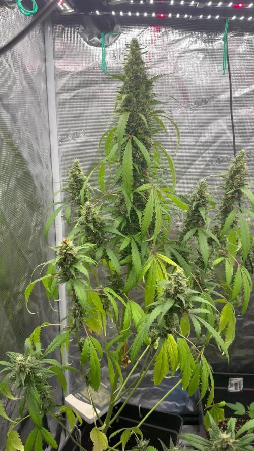 Fastbuds