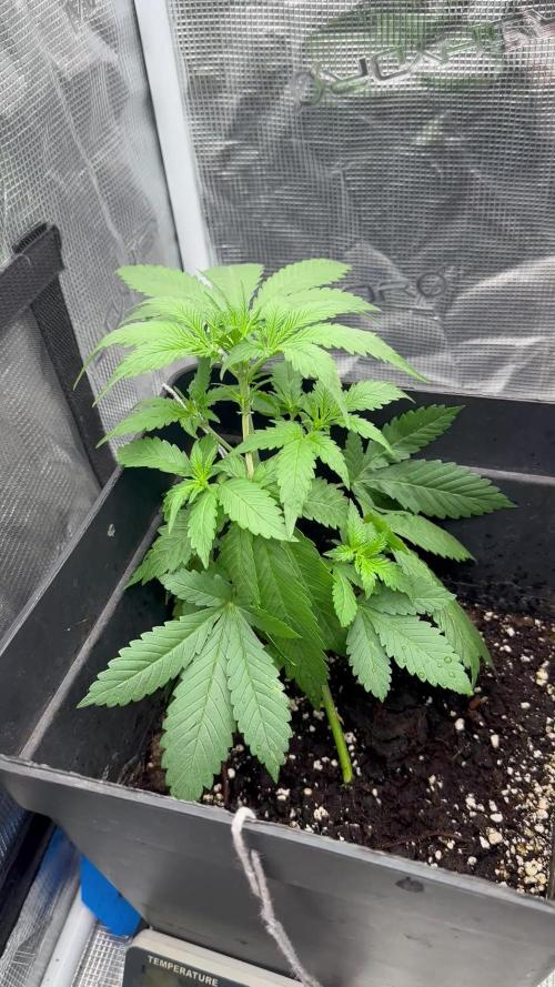 Lemon Cherry cookies