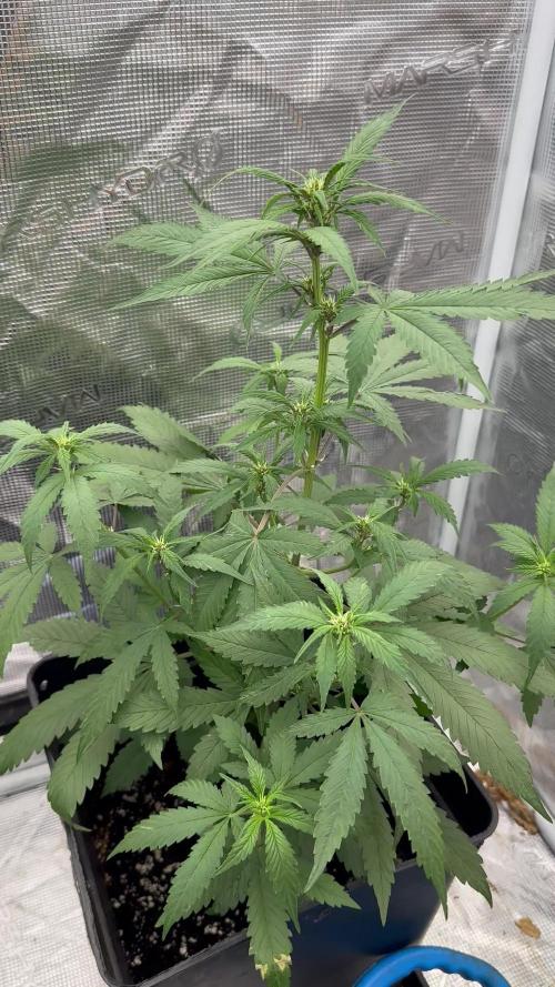 Lemon Cherry cookies