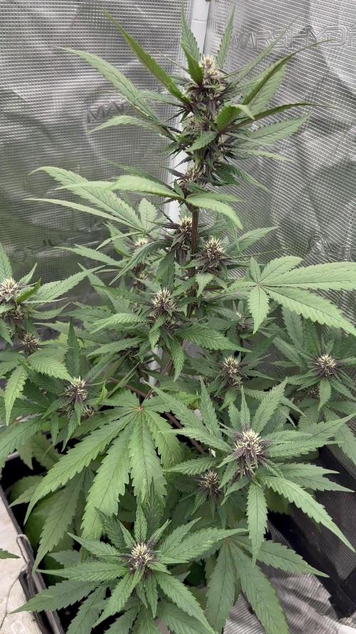 Lemon Cherry cookies