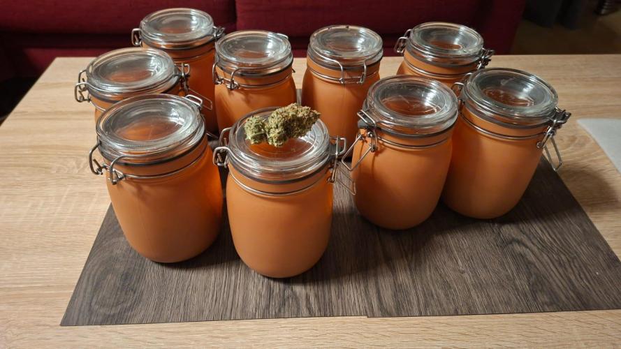 2025 - Epsilon F1 - LST, Topping, SCROG. Week 11 - Around 37g per Jar, so that there is still a third air in the jars (for curing)