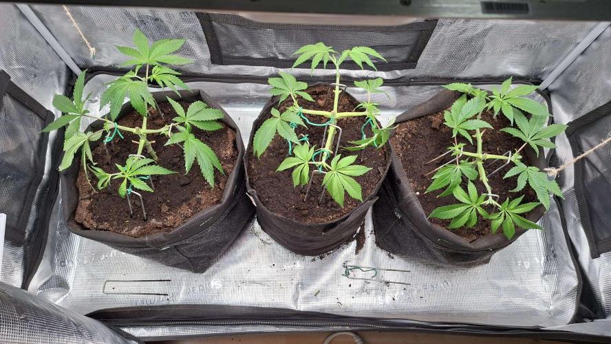 2025 - Cherry Poppers. Week 11