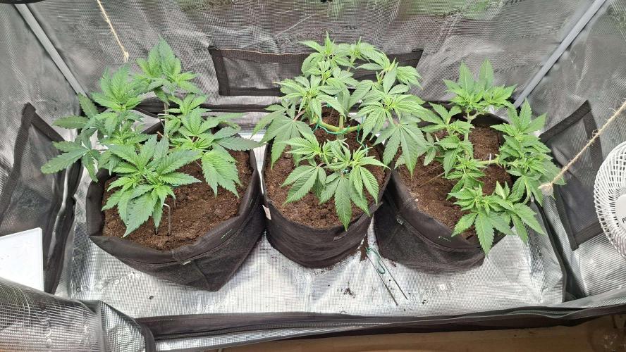 2025 - Cherry Poppers. Week 11