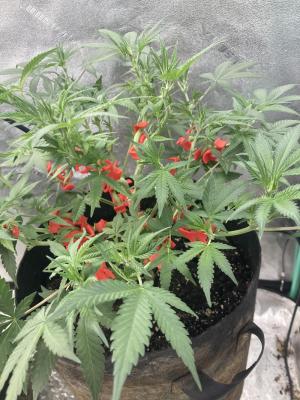Comment by Homegrower309 photo #1