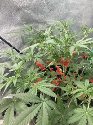Comment by Homegrower309 photo #2