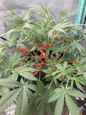 Comment by Homegrower309 photo #3
