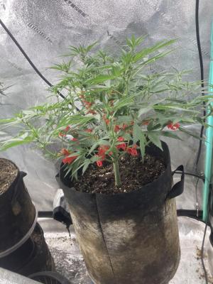 Comment by Homegrower309 photo #1