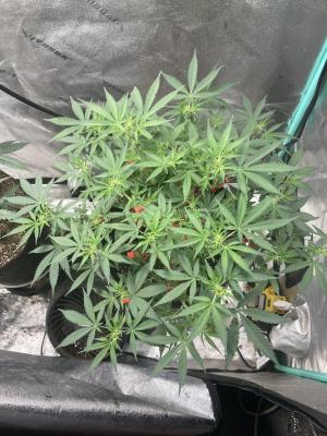 Comment by Homegrower309 photo #2