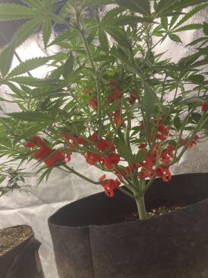 Comment by Homegrower309 photo #3