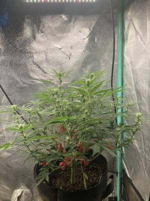 Comment by Homegrower309 photo #1