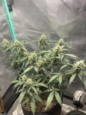 Comment by Homegrower309 photo #2
