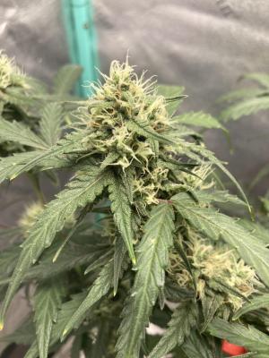 Comment by Homegrower309 photo #3