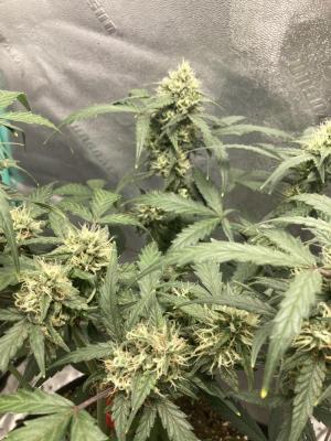 Comment by Homegrower309 photo #4