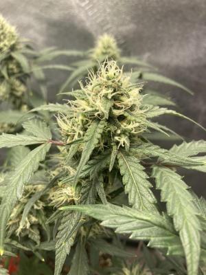 Comment by Homegrower309 photo #5