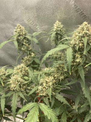 Comment by Homegrower309 photo #1