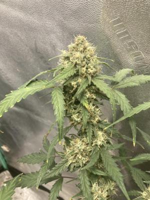 Comment by Homegrower309 photo #2