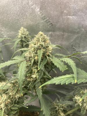 Comment by Homegrower309 photo #3