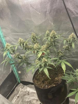 Comment by Homegrower309 photo #4