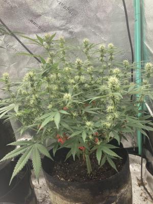 Comment by Homegrower309 photo #5