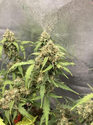 Comment by Homegrower309 photo #1