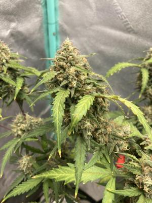 Comment by Homegrower309 photo #2