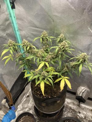 Comment by Homegrower309 photo #3