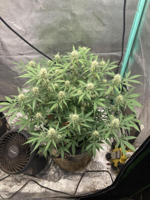 Comment by Homegrower309 photo #4