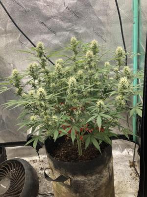 Comment by Homegrower309 photo #5