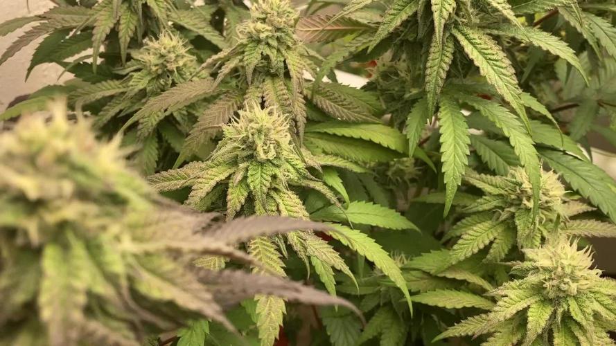 Fastbuds photoperoid mix pack scrog