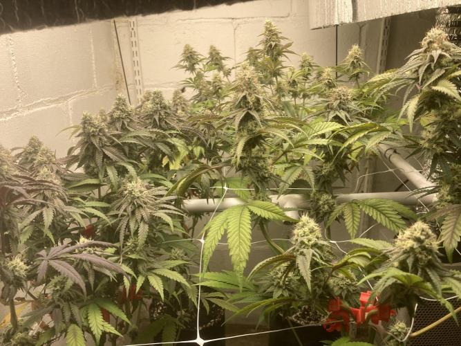 Fastbuds photoperoid mix pack scrog. Week 12