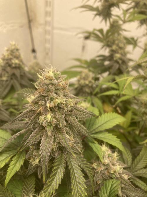 Fastbuds photoperoid mix pack scrog. Week 12