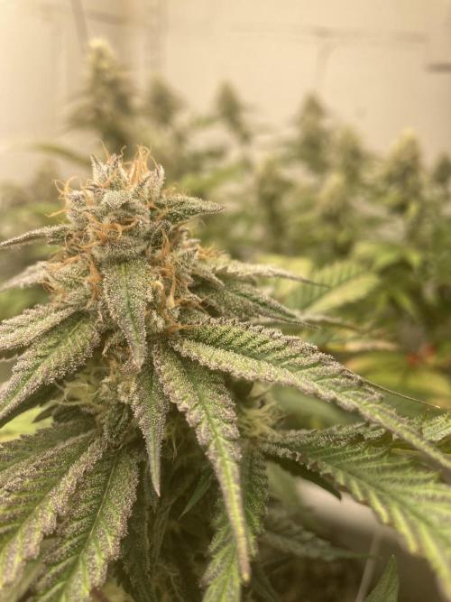 Fastbuds photoperoid mix pack scrog. Week 12