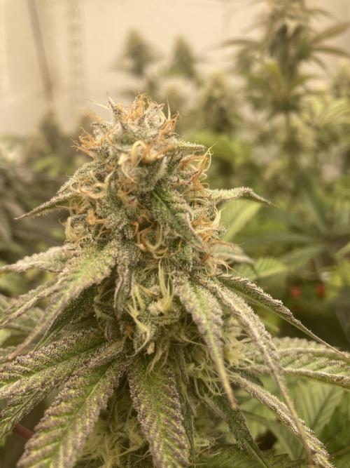 Fastbuds photoperoid mix pack scrog. Week 12