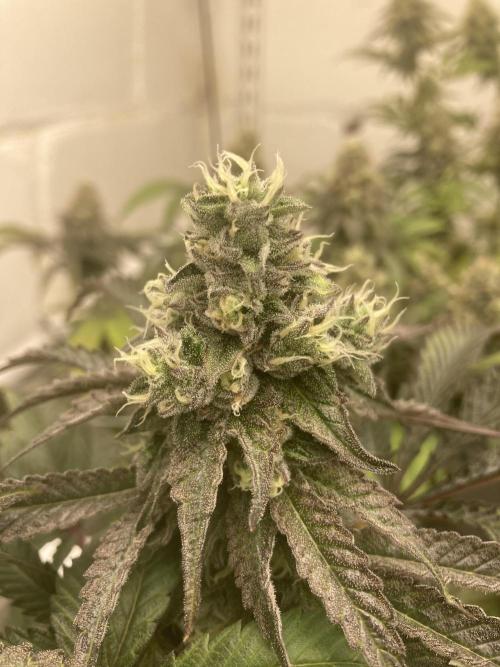 Fastbuds photoperoid mix pack scrog. Week 12