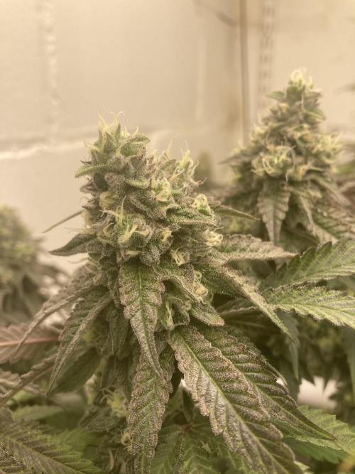 Fastbuds photoperoid mix pack scrog. Week 12