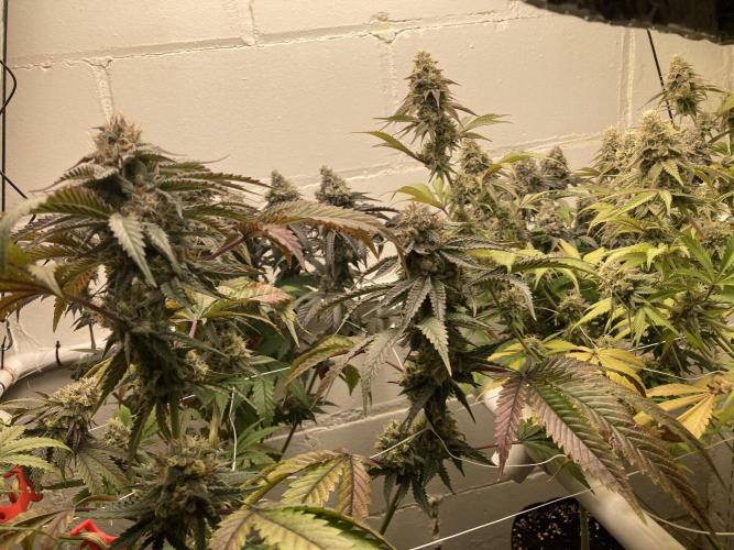 Fastbuds photoperoid mix pack scrog. Week 13