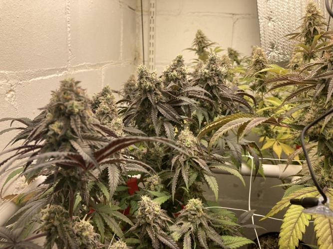 Fastbuds photoperoid mix pack scrog. Week 13