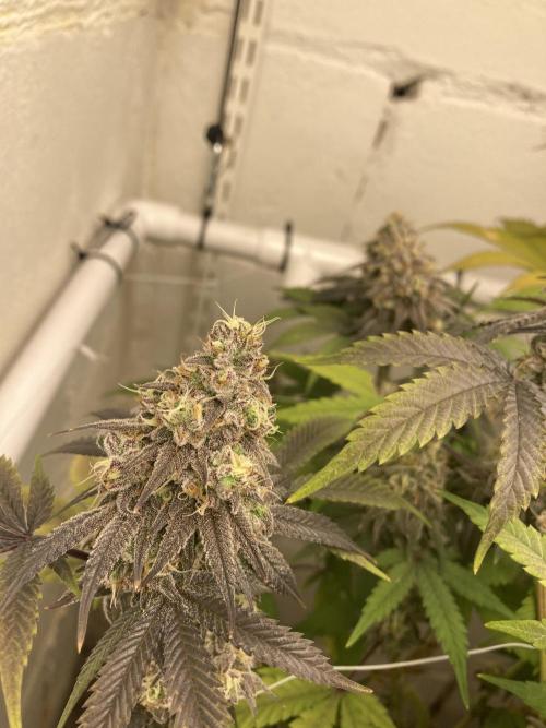 Fastbuds photoperoid mix pack scrog. Week 13