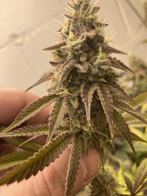 Fastbuds photoperoid mix pack scrog. Week 13