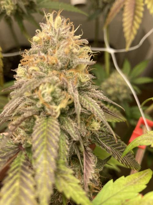 Fastbuds photoperoid mix pack scrog. Week 13