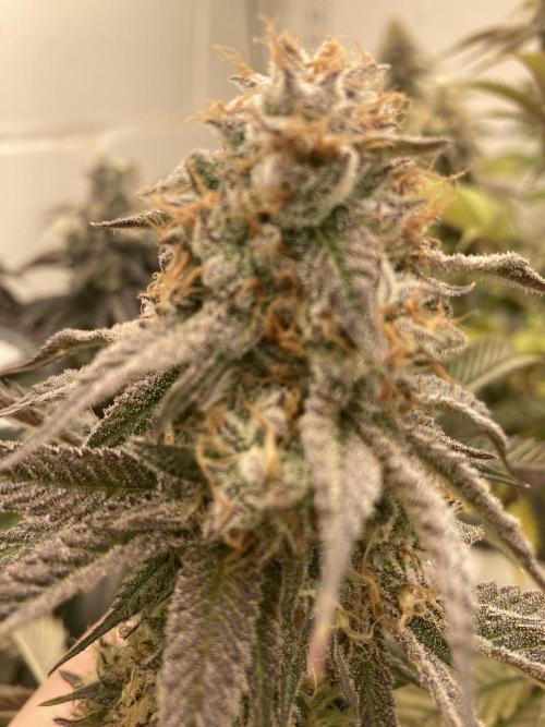 Fastbuds photoperoid mix pack scrog. Week 13