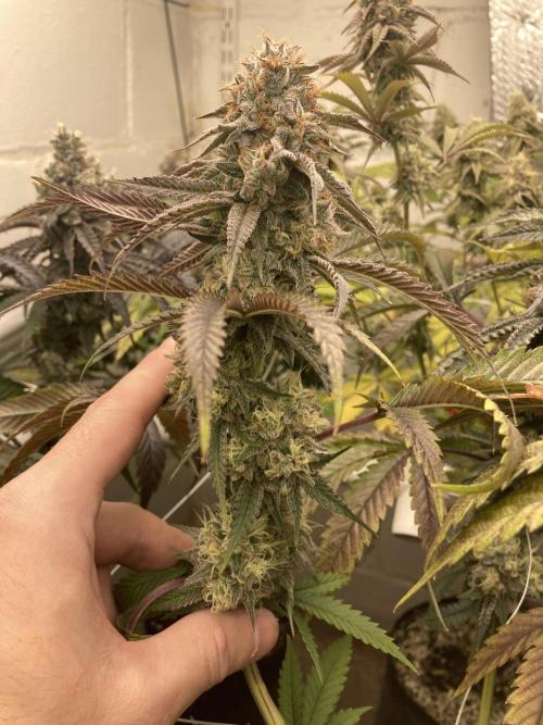 Fastbuds photoperoid mix pack scrog. Week 13