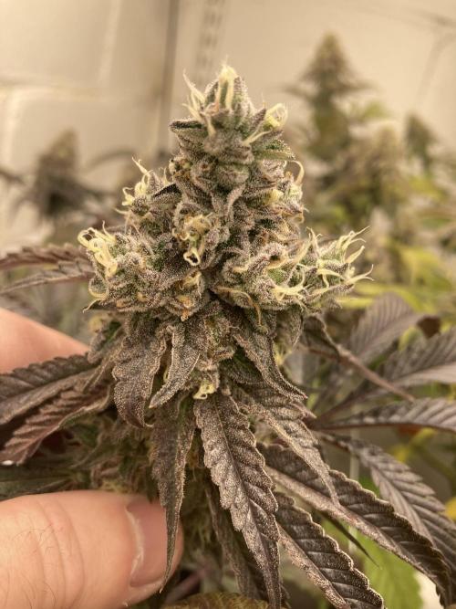 Fastbuds photoperoid mix pack scrog. Week 13