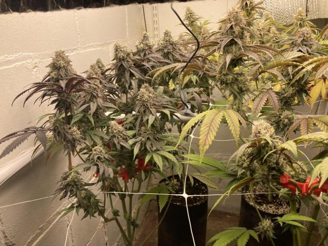 Fastbuds photoperoid mix pack scrog. Week 13