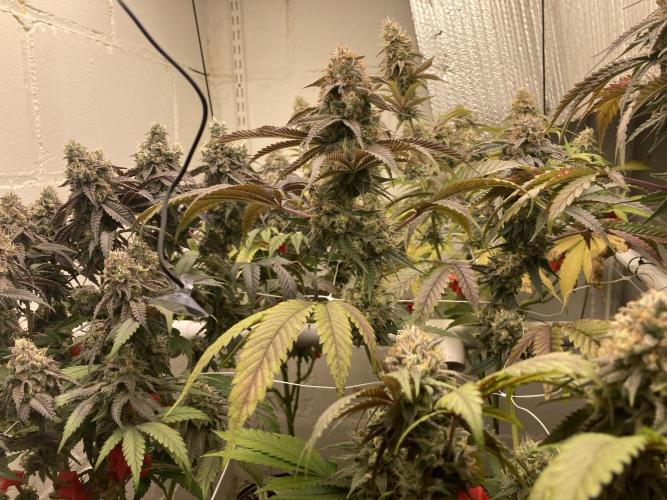 Fastbuds photoperoid mix pack scrog. Week 13